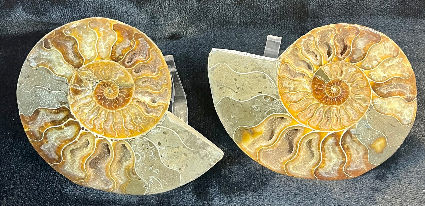Matching Pair of Ammonites - Polished