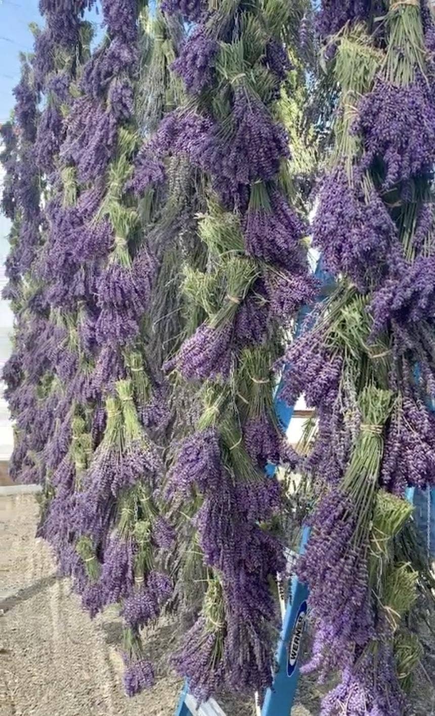 Lavender Posy Bouquet - Farm-Grown Dried Lavender: Purple