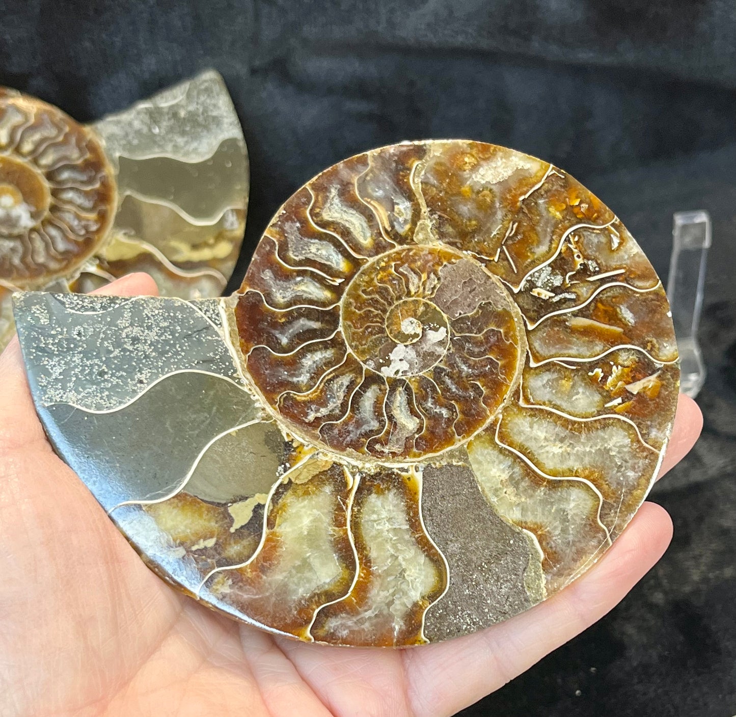 Matching Pair of Ammonites - 3 x 4 Polished