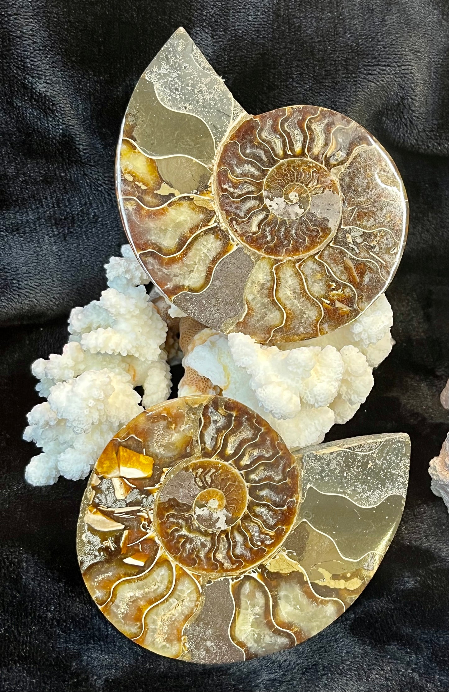 Matching Pair of Ammonites - 3 x 4 Polished