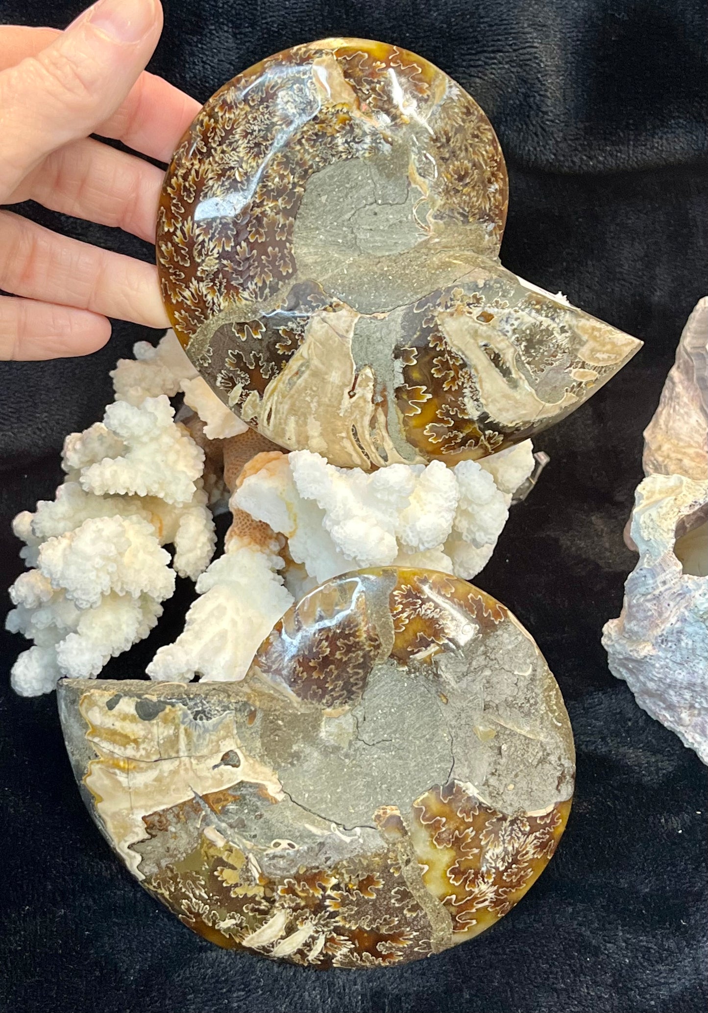 Matching Pair of Ammonites - 3 x 4 Polished