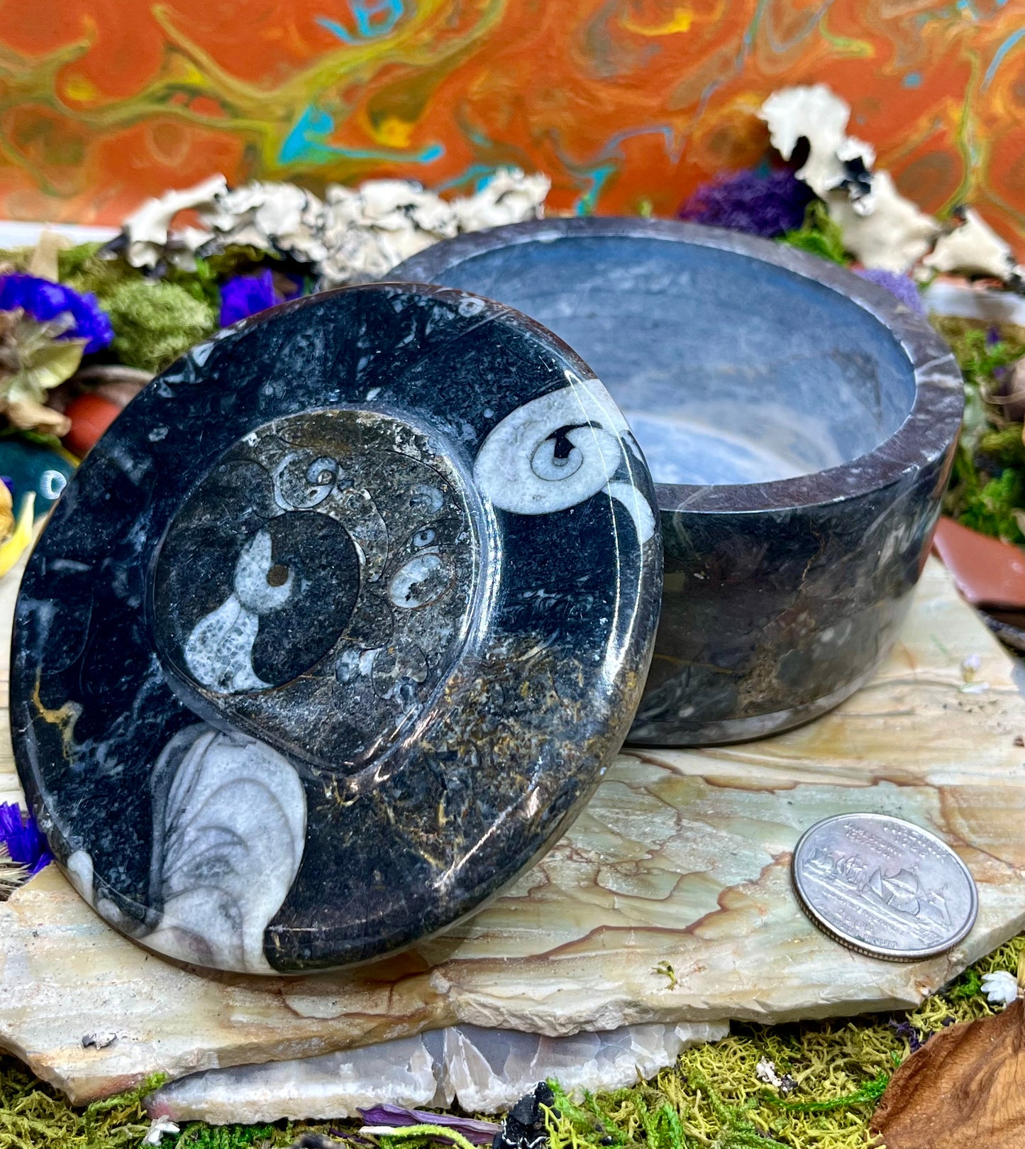 Orthoceras Fossil Box with Lid