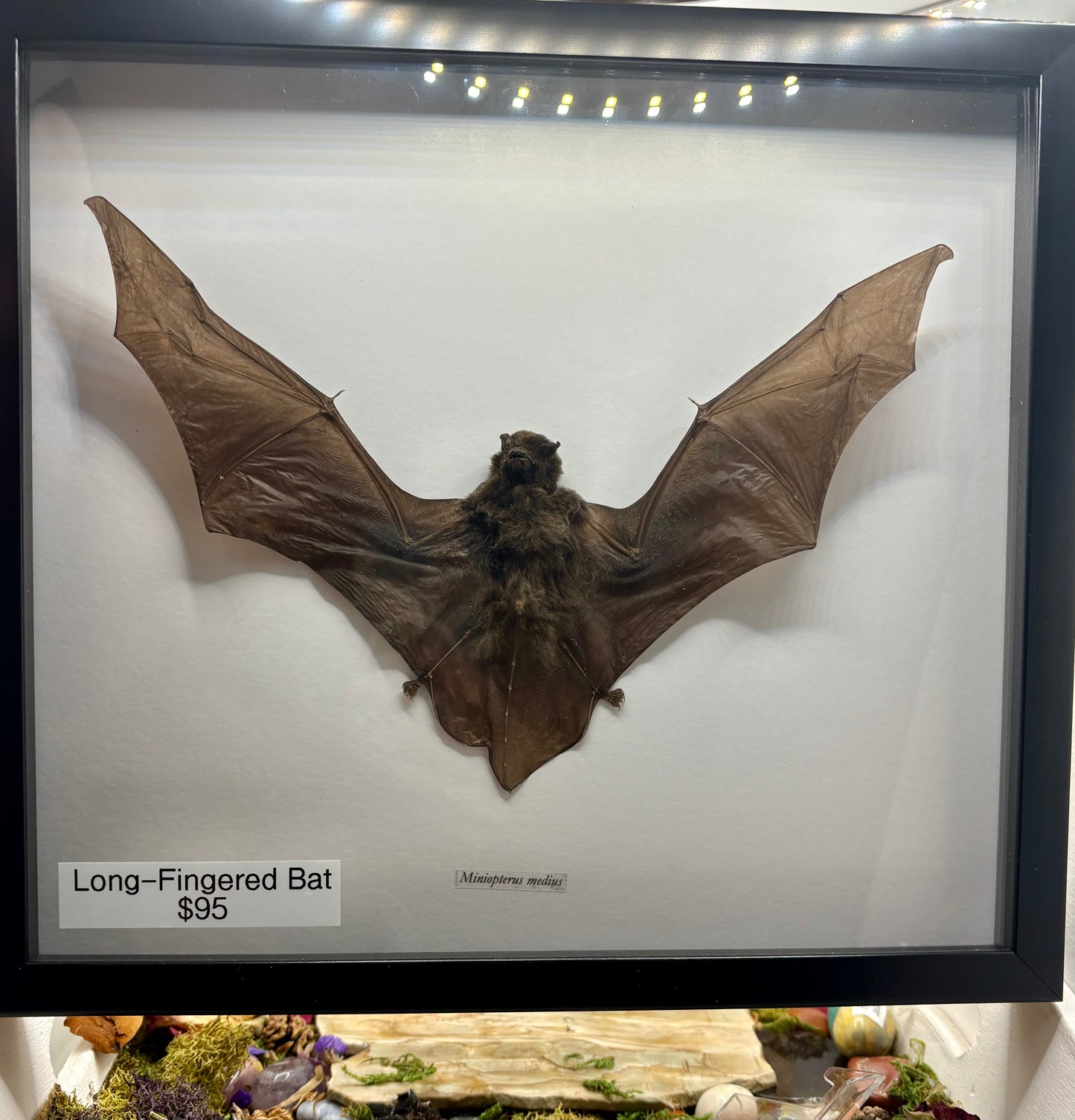 Long Fingered Bat