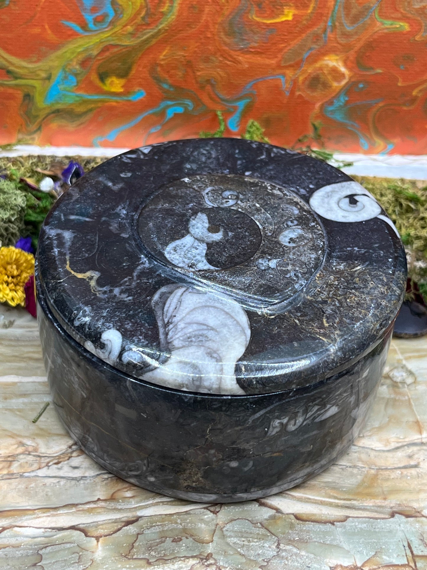 Orthoceras Fossil Box with Lid