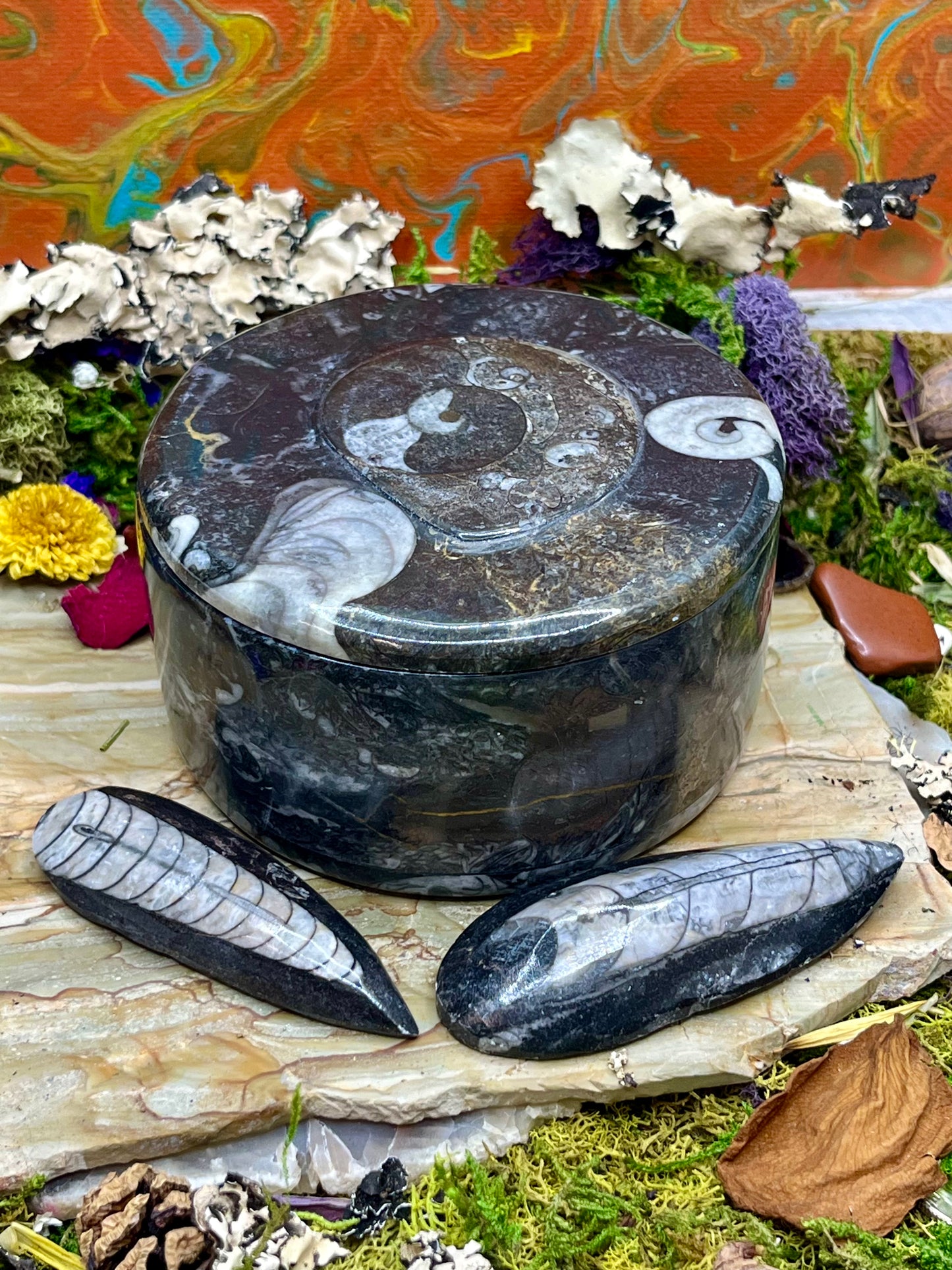 Orthoceras Fossil Box with Lid