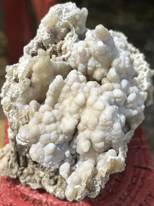 Agatized Coral