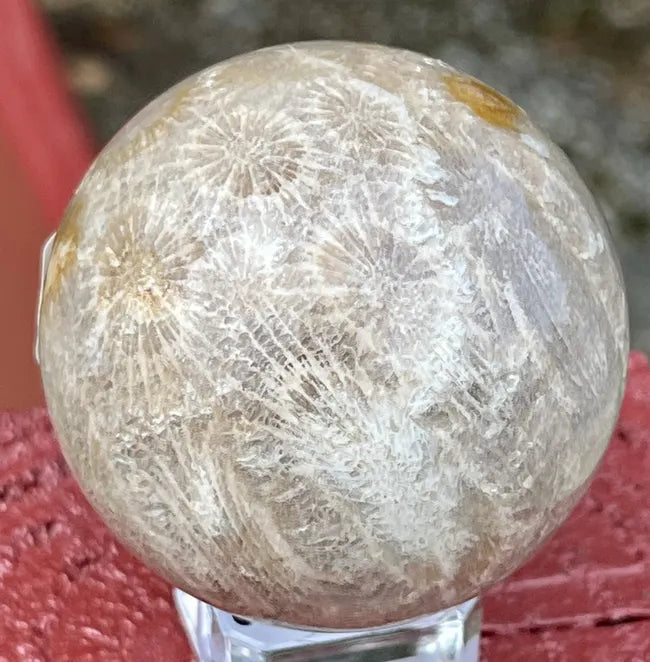 Fossil Coral Sphere