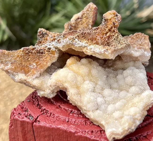 Agatized Coral