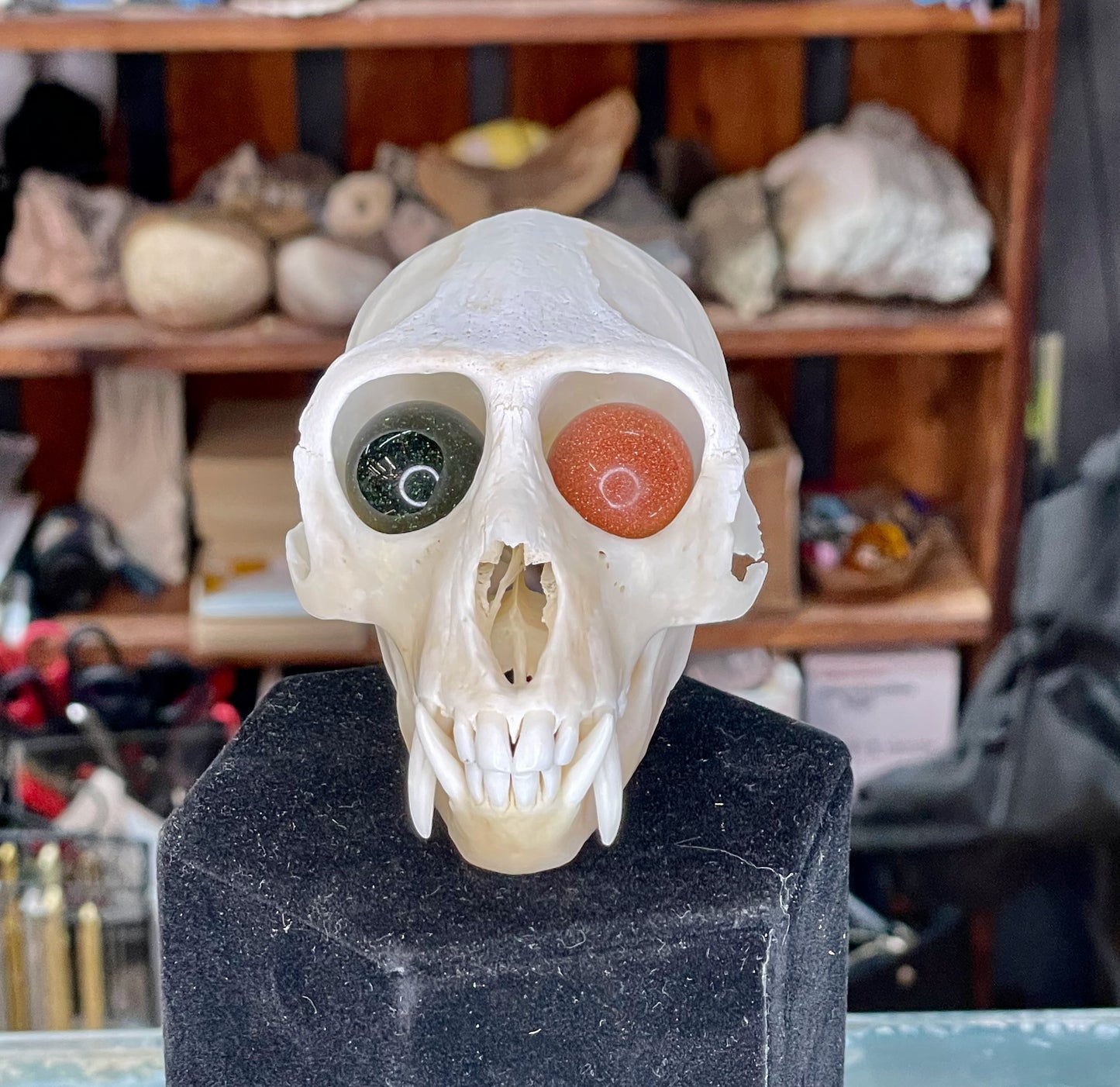Vervet Monkey Skull