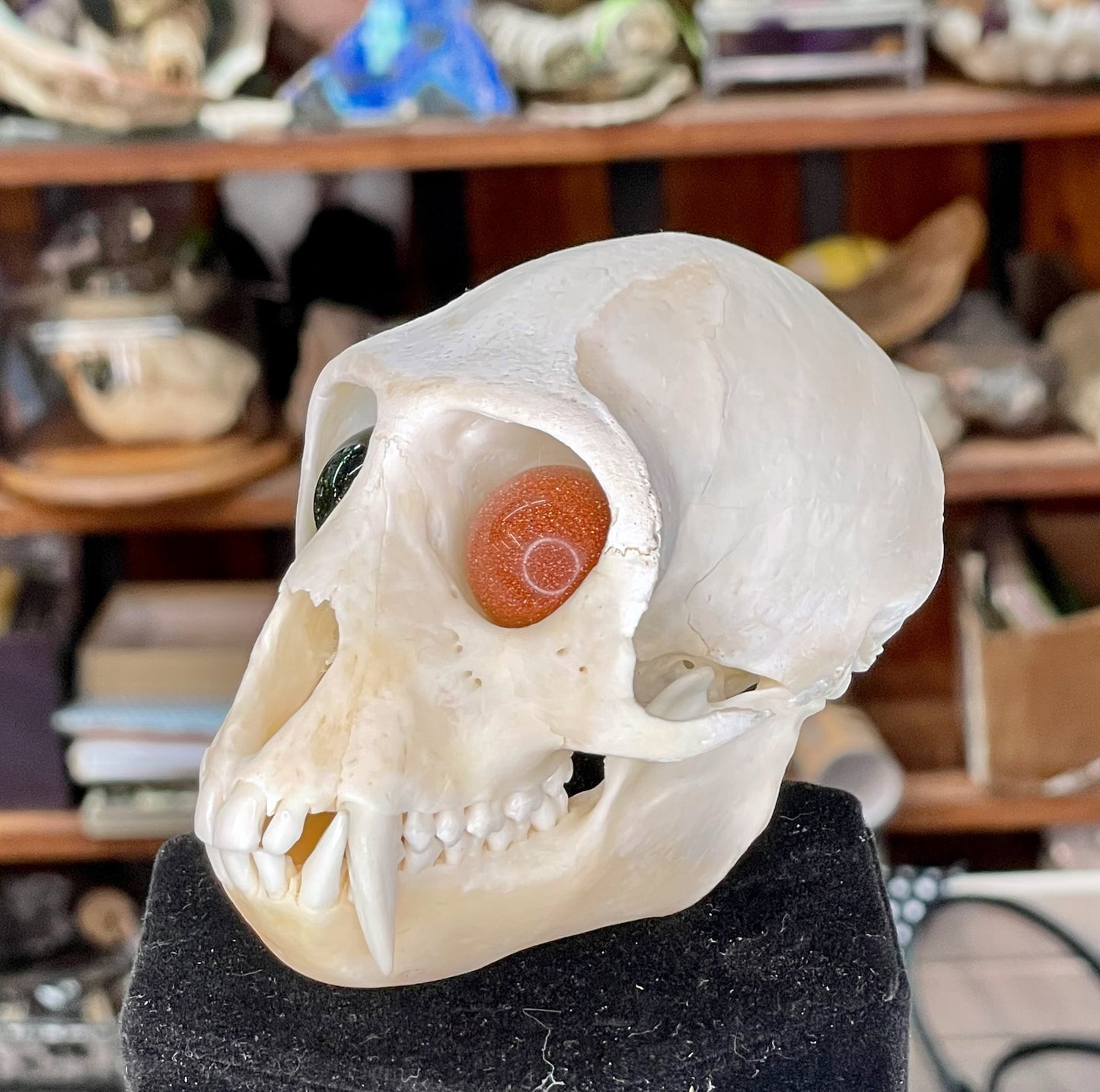 Vervet Monkey Skull