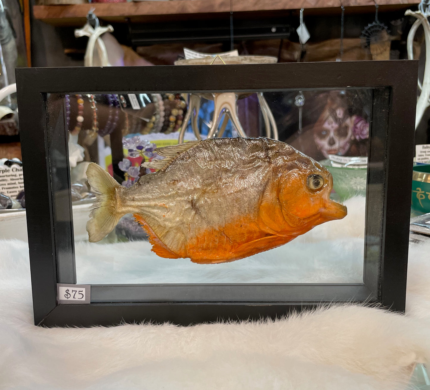 Framed Piranha