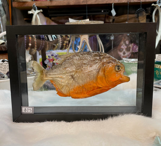 Framed Piranha