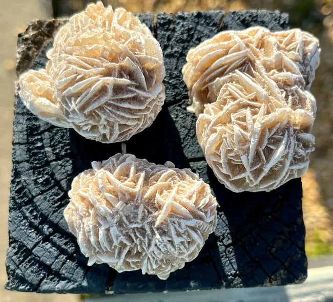 Desert Rose