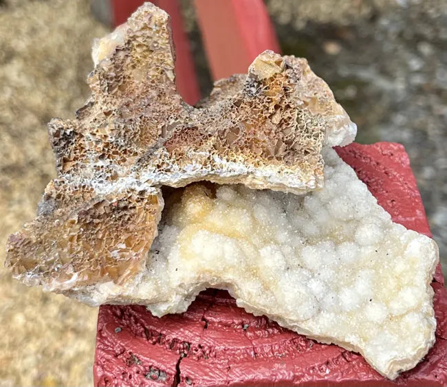 Agatized Coral