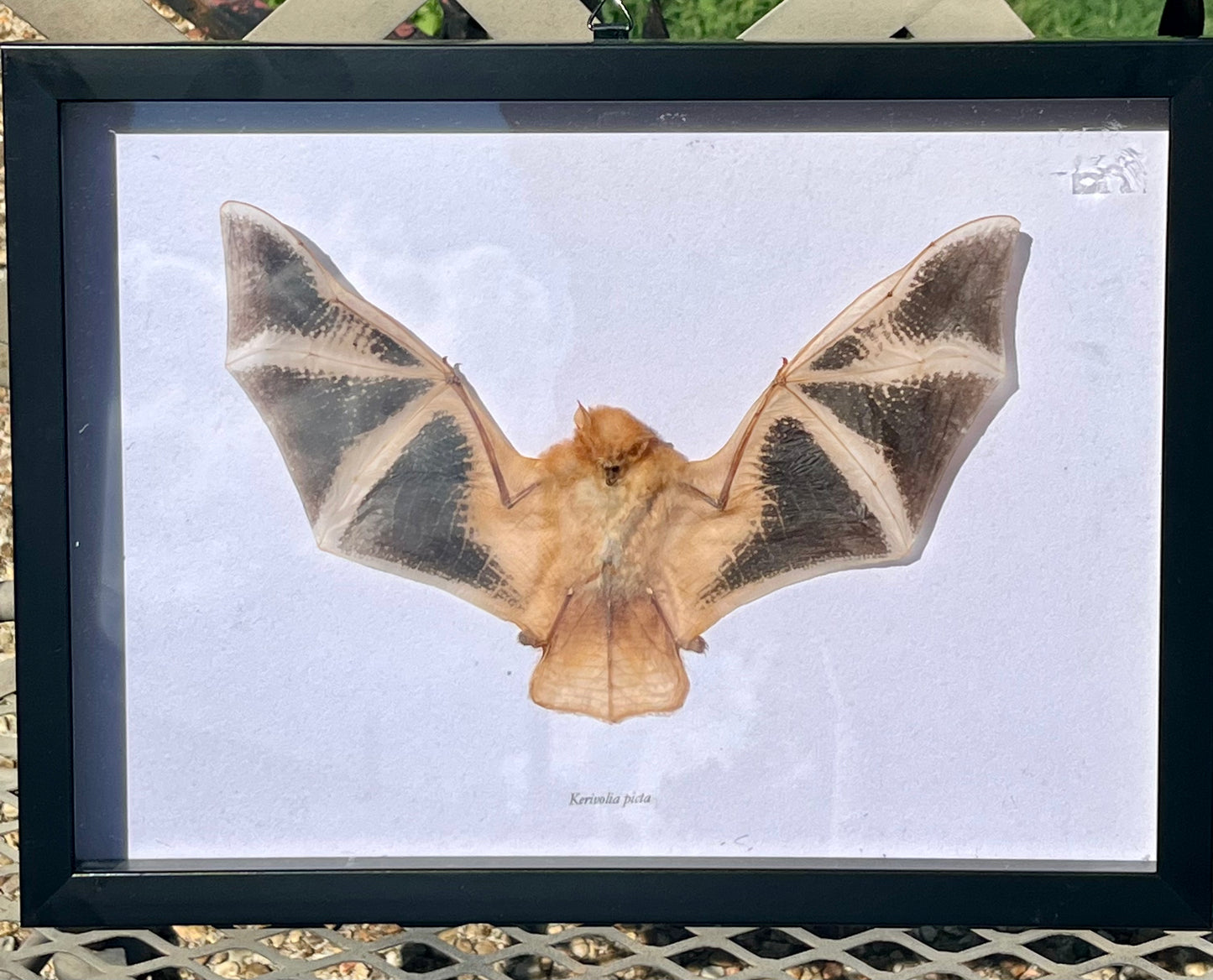 Framed Taxidermy Flame Bat