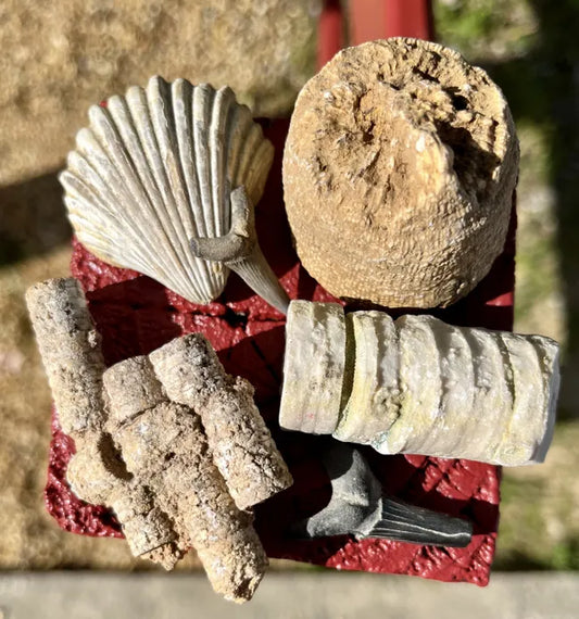 Mystery Fossil Box