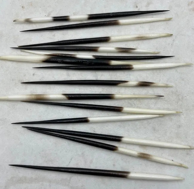 Porcupine Quills