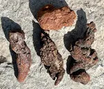 Corprolite - Fossilized Dino Poop