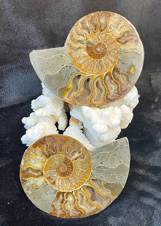 Matching Pair of Ammonites - Polished