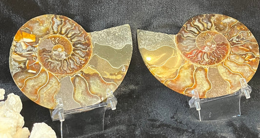 Matching Pair of Ammonites - 3 x 4 Polished