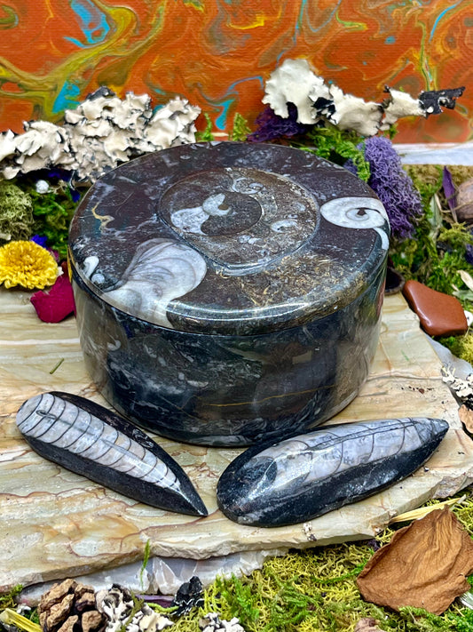 Orthoceras Fossil Box with Lid