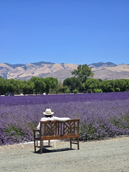 Mini Dried Lavender Posies – Place Settings, Rustic Weddings: Style 1