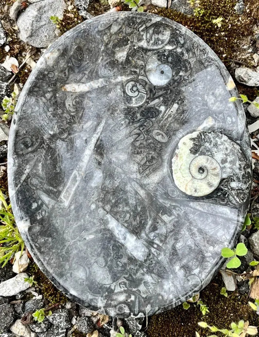 Fossil Dish