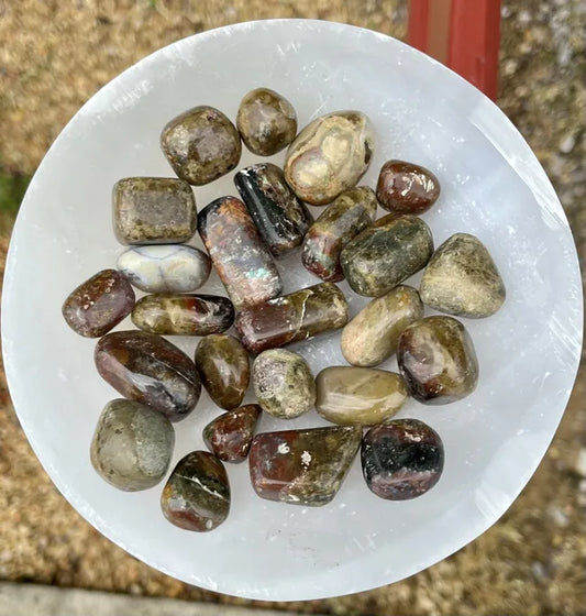 Indonesian Multi Color Petrified Wood Tumbled