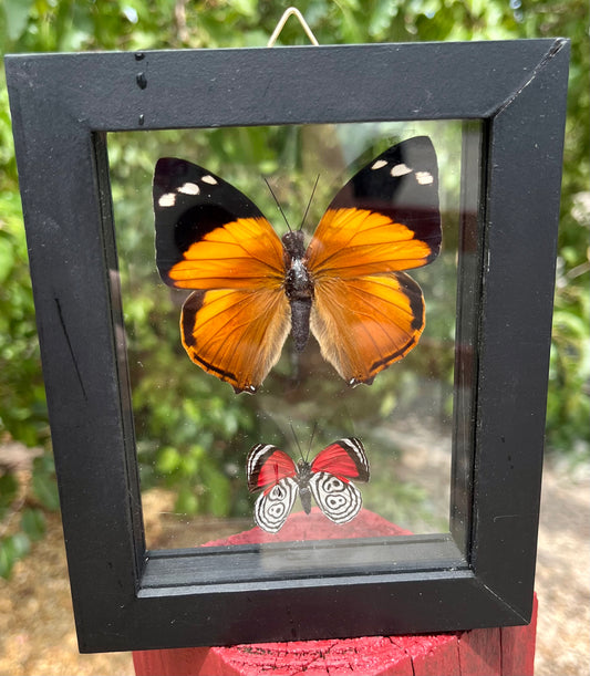 Framed Butterflies