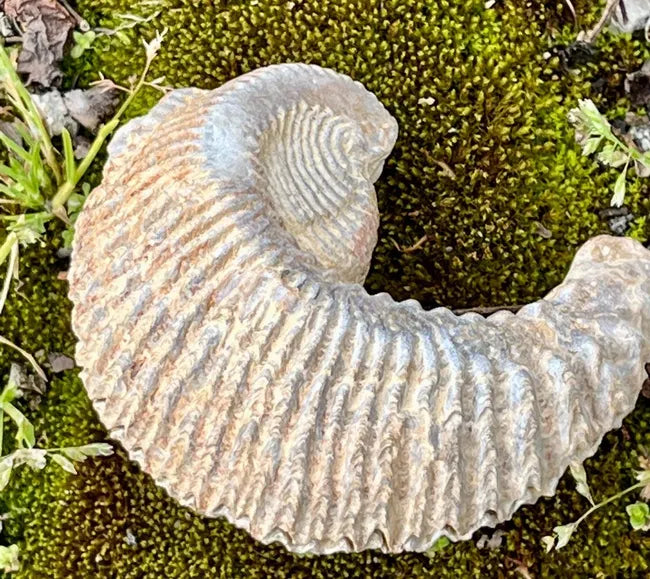 Fossilized Zig Zag Oyster