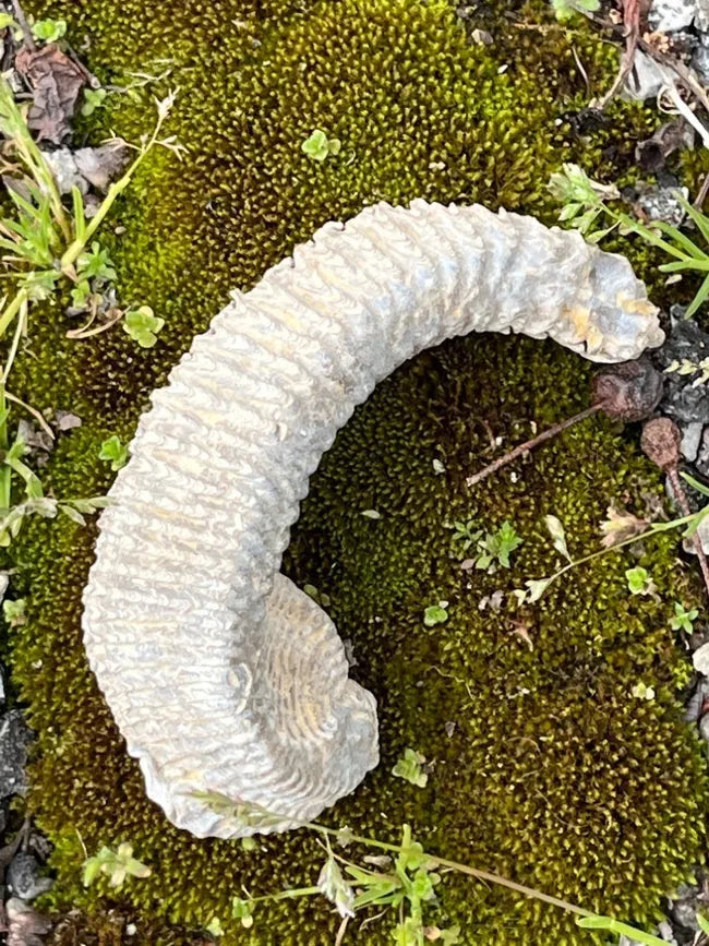 Fossilized Zig Zag Oyster